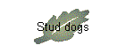 Stud dogs